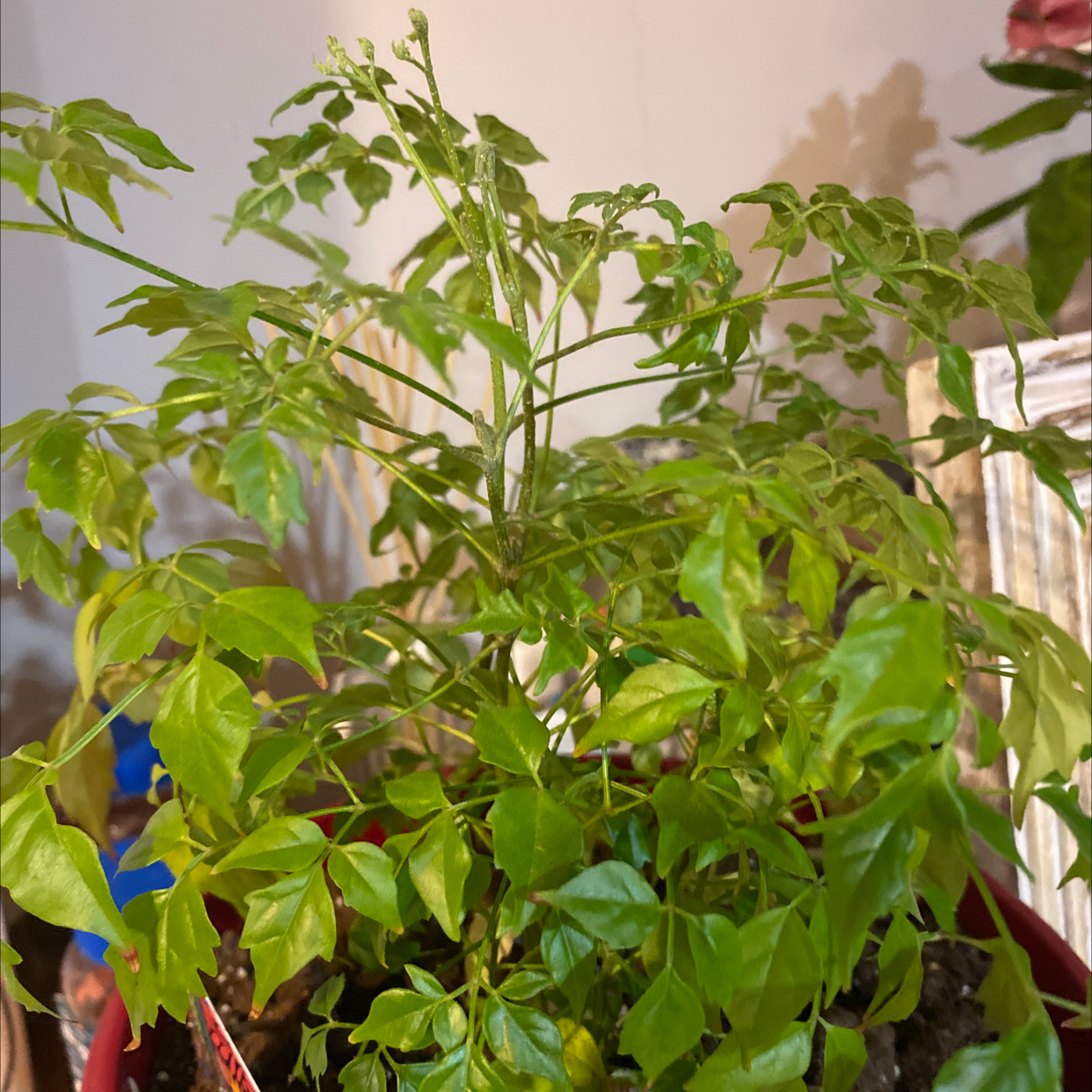 Healthy and lush China Doll plant with dark green pinnately compound foliage, no signs of disease or poor health.
