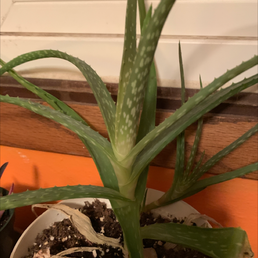 Aloe vera plant photo by @ovenbernt named Walt on Greg, the plant care app.