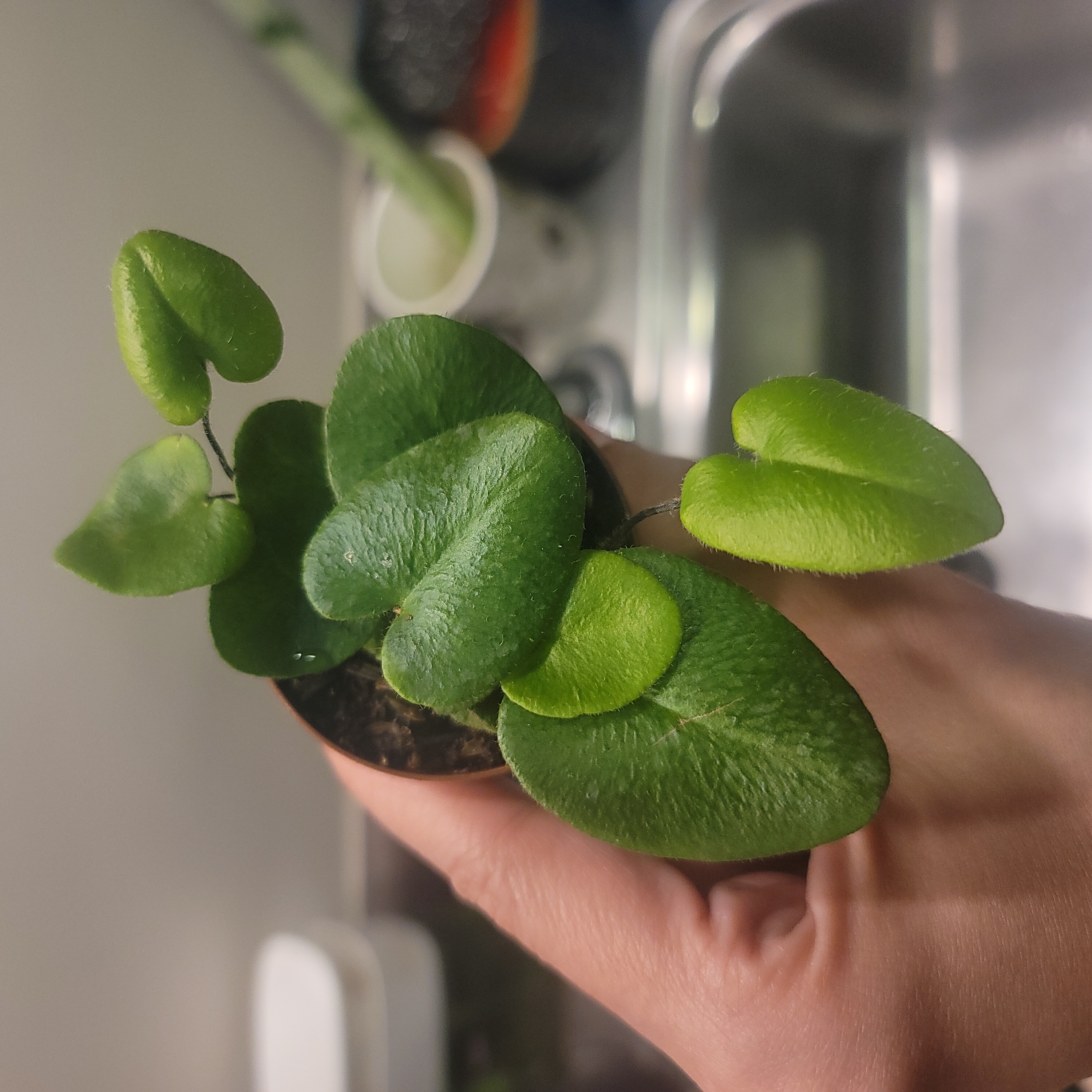 A healthy Heart Fern plant being held by a hand, with vibrant green leaves.