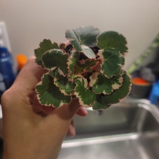 Strawberry Begonia plant in Lawrence, Massachusetts