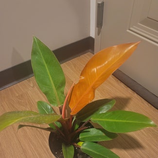 Blushing Philodendron plant in Lawrence, Massachusetts