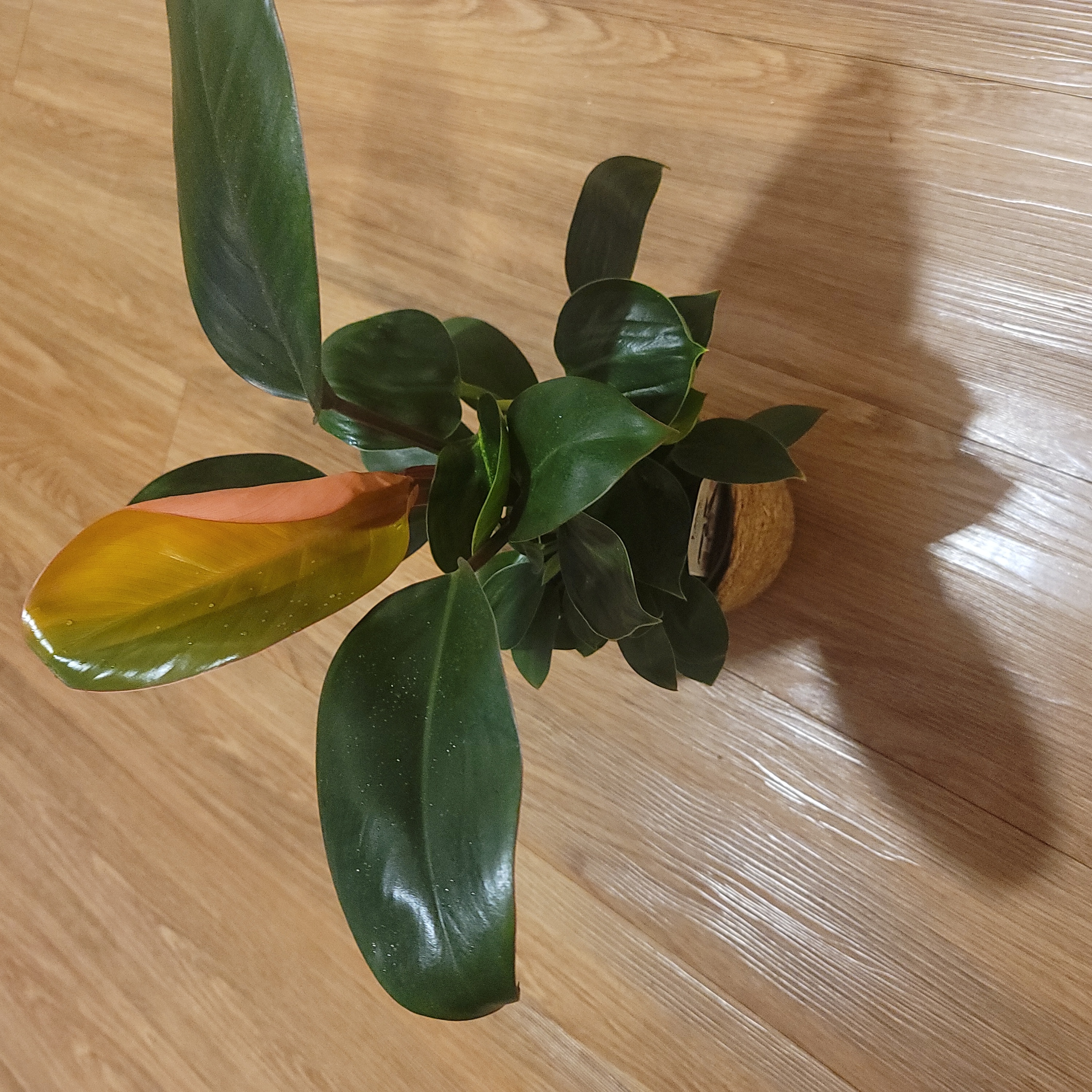 Philodendron 'Congo' plant with healthy green leaves and one leaf showing yellowing and browning.