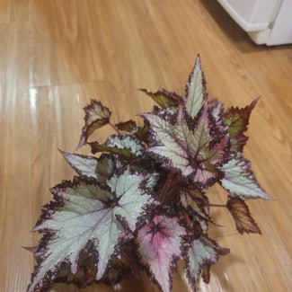 Rex Begonia plant in Lawrence, Massachusetts
