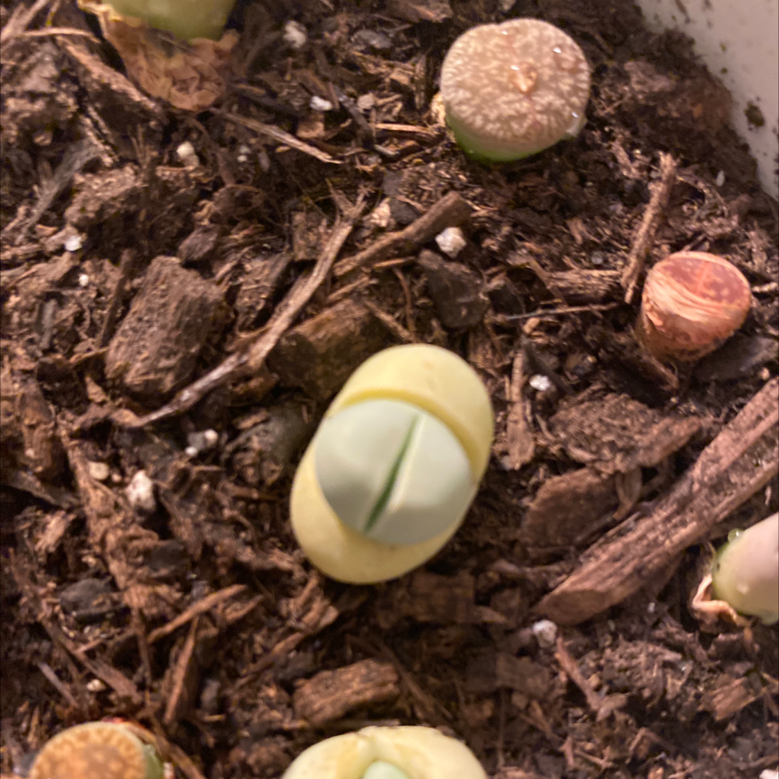 Photo of the plant species Dinteranthus microspermus puberulus by @Hpg87 named Bodhi on Greg, the plant care app