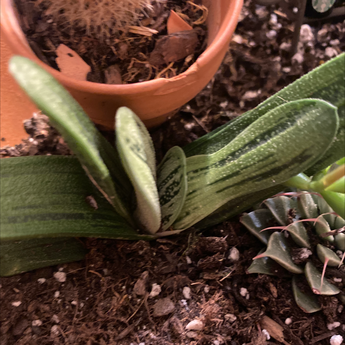 Photo of the plant species Kumara plicatilis by @Hpg87 named Sol on Greg, the plant care app