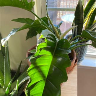 Philodendron Narrow Tiger Tooth plant in Somewhere on Earth