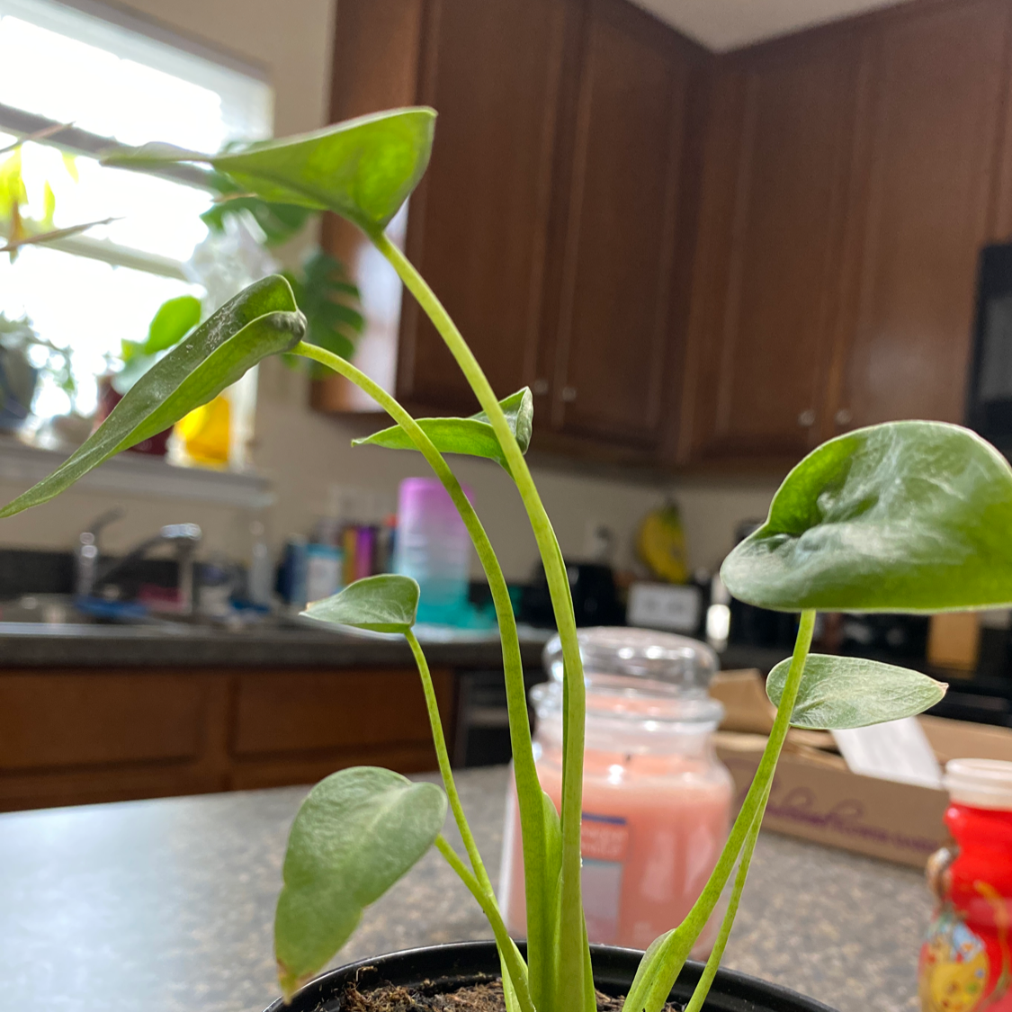 Healthy Tiny Dancer plant in a kitchen setting with visible soil.
