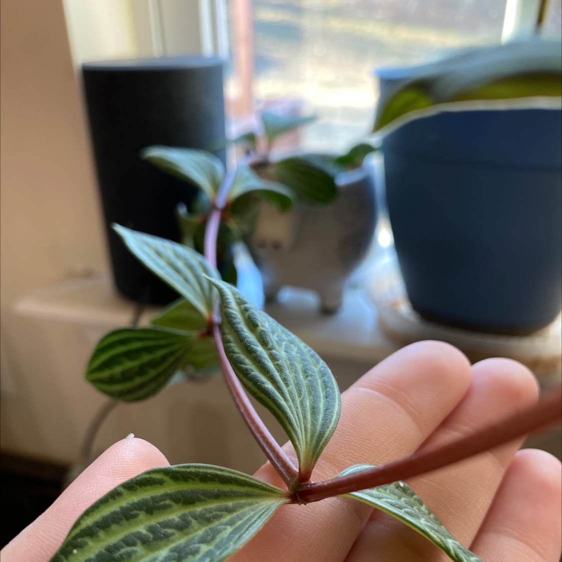 Parallel peperomia plant with green leaves and white stripes, held by a hand.