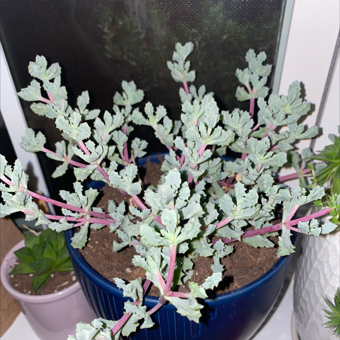 Deltoid-Leaved Dew Plant in a blue pot with visible soil and healthy green leaves.