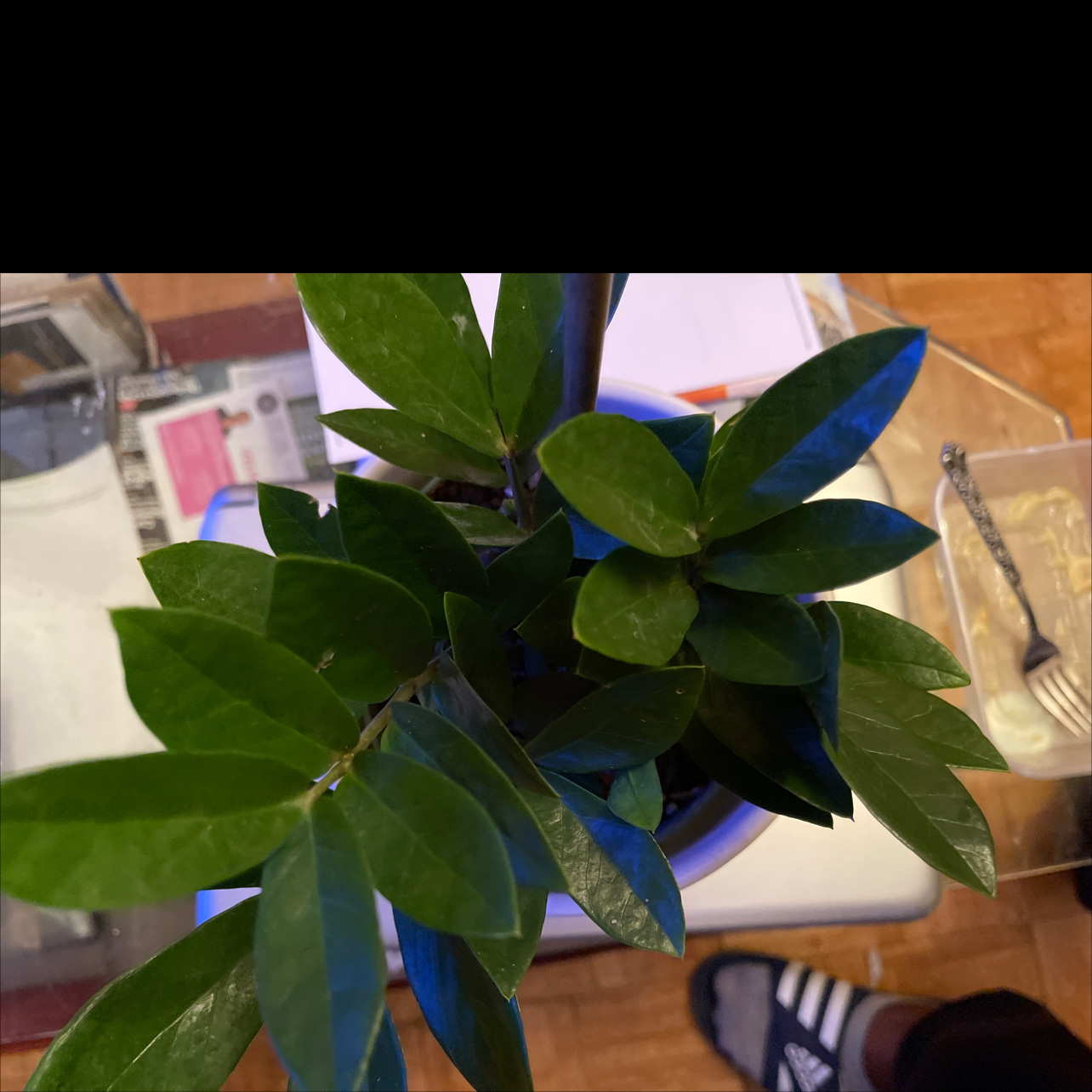 Zamioculcas Zamiifolia plant photo by Anthony named ZZ plant on Greg, the plant care app.