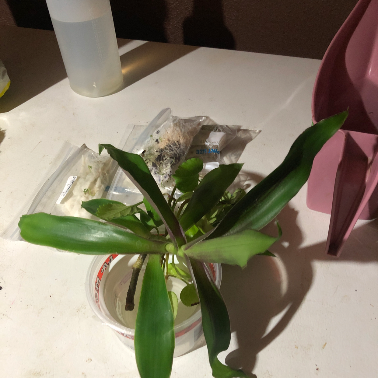 Basket Plant with green leaves in a container with water, gardening supplies in the background.