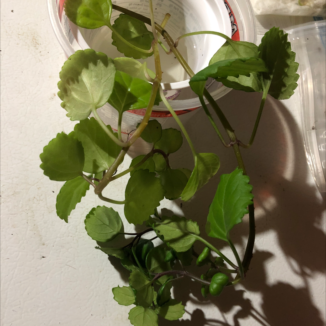 Swedish Ivy plant with green leaves in a container, mostly healthy.
