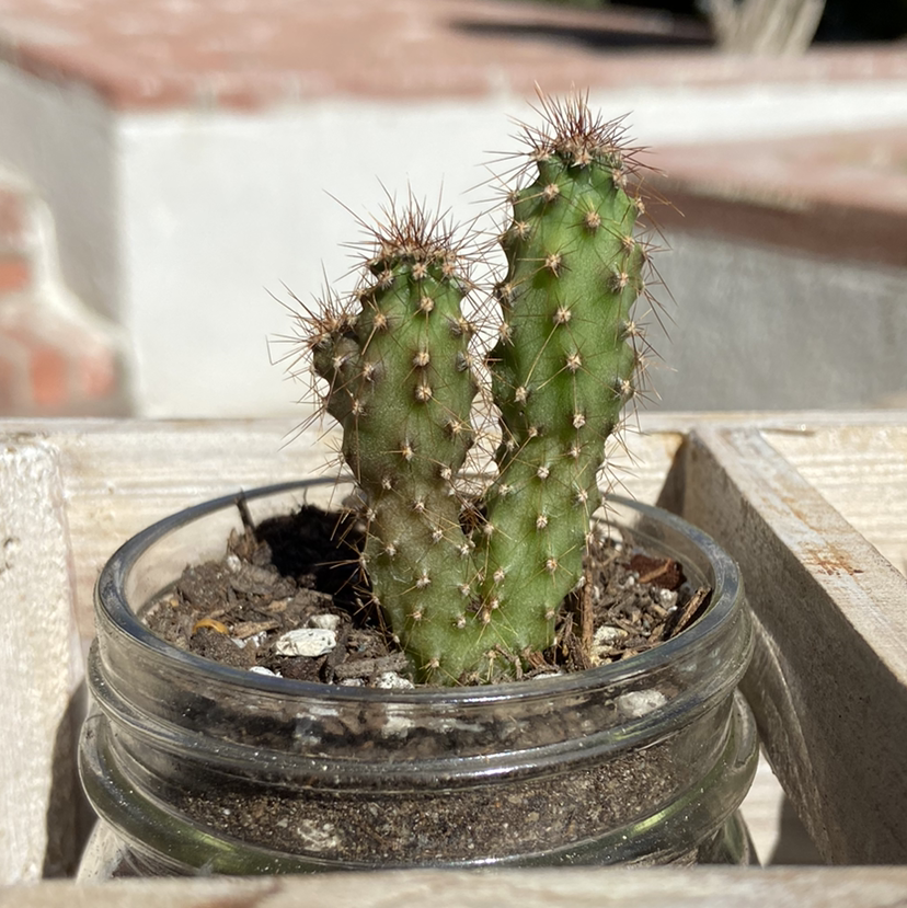 Brittle Prickly Pear cactus in a glass container with visible soil.