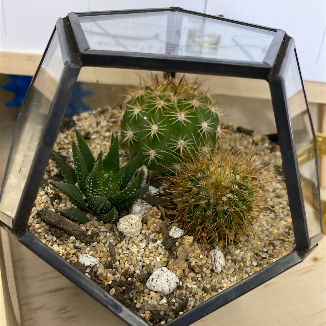 Terrarium with three cacti, including a Pincushion Cactus, in clean soil.