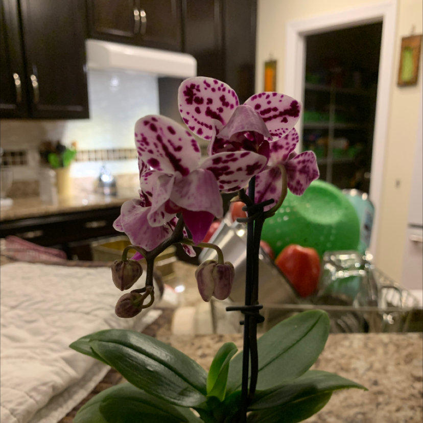 Phalaenopsis orchid with purple and white flowers on a kitchen counter.