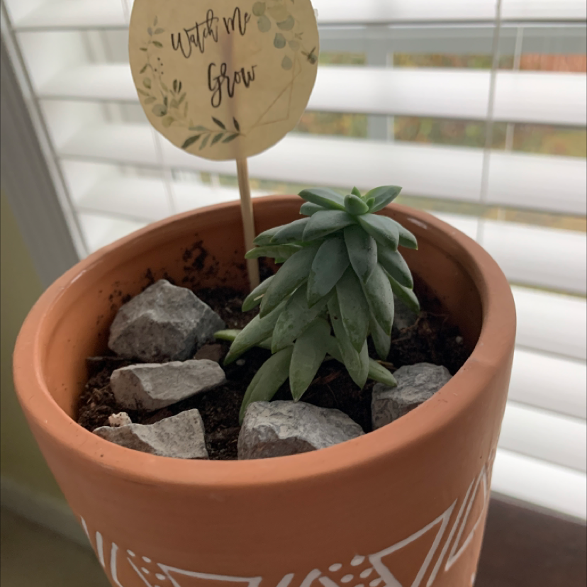 Potted Crested Blue Flame succulent with a 'Watch Me Grow' label.