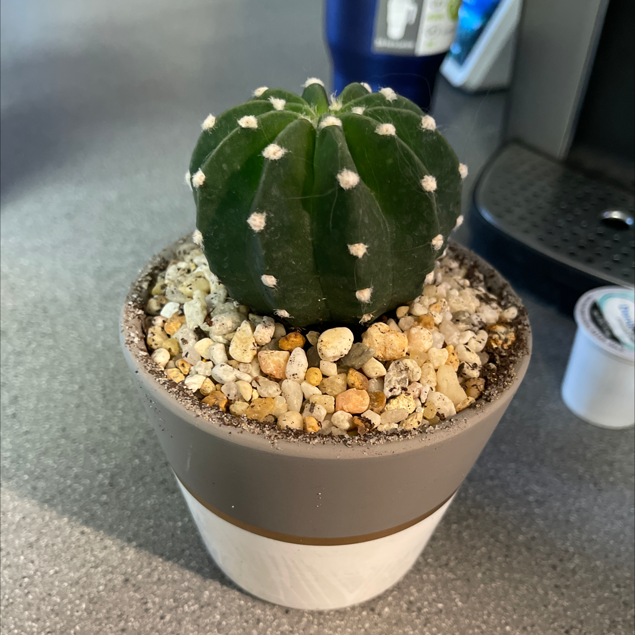 A healthy Blue Barrel Cactus in a pot with gravel on the soil surface.