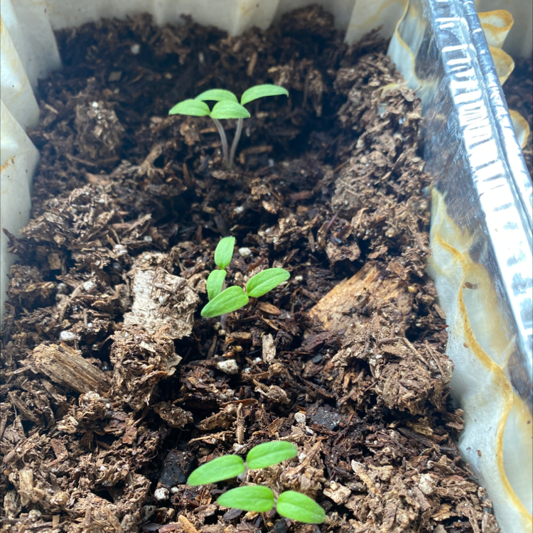 Tomato Plant plant photo by @PhoenixRed named Rose on Greg, the plant care app.