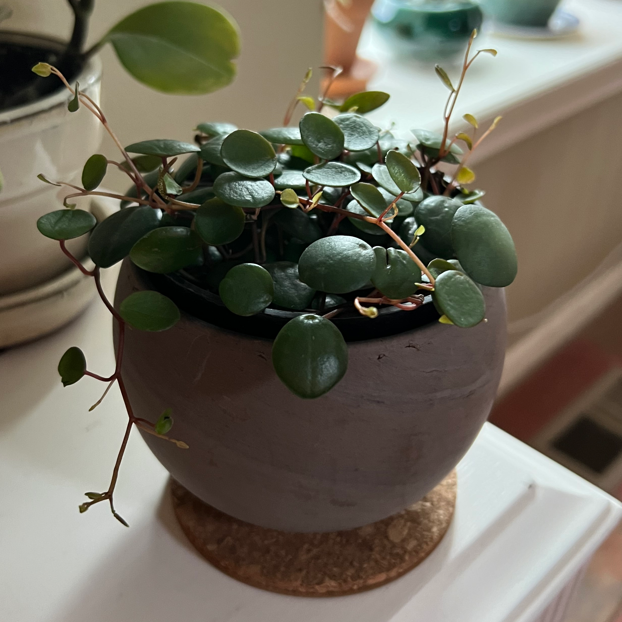 Peperomia 'Pepperspot' plant in a small pot with green, healthy leaves.