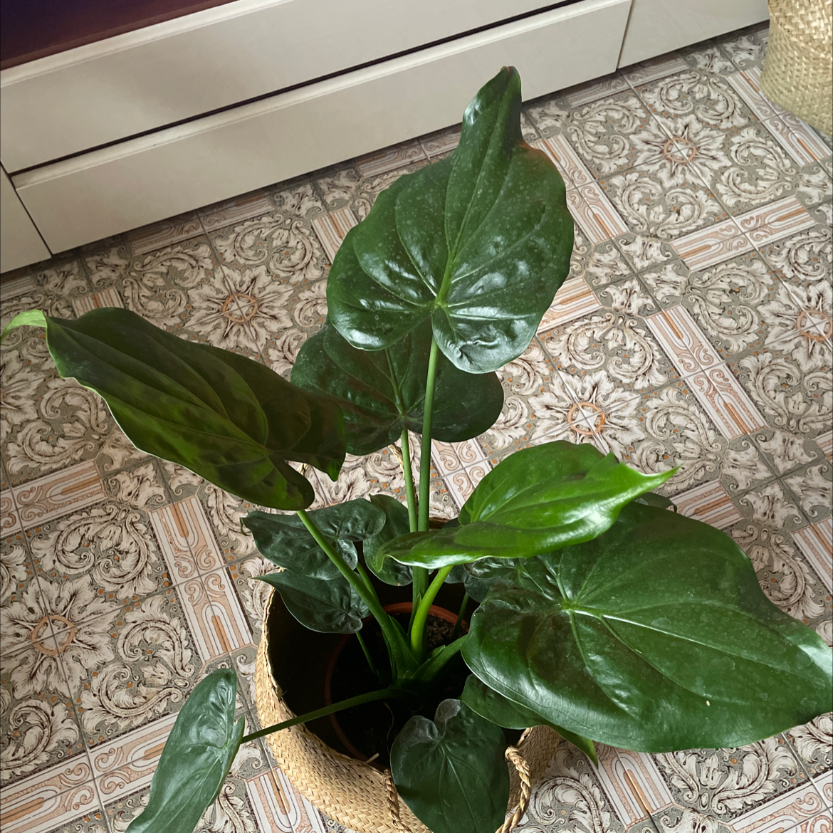 Healthy Chinese Taro plant with large, glossy, dark green arrow-shaped leaves with white veins, sitting on a patterned tile floor.