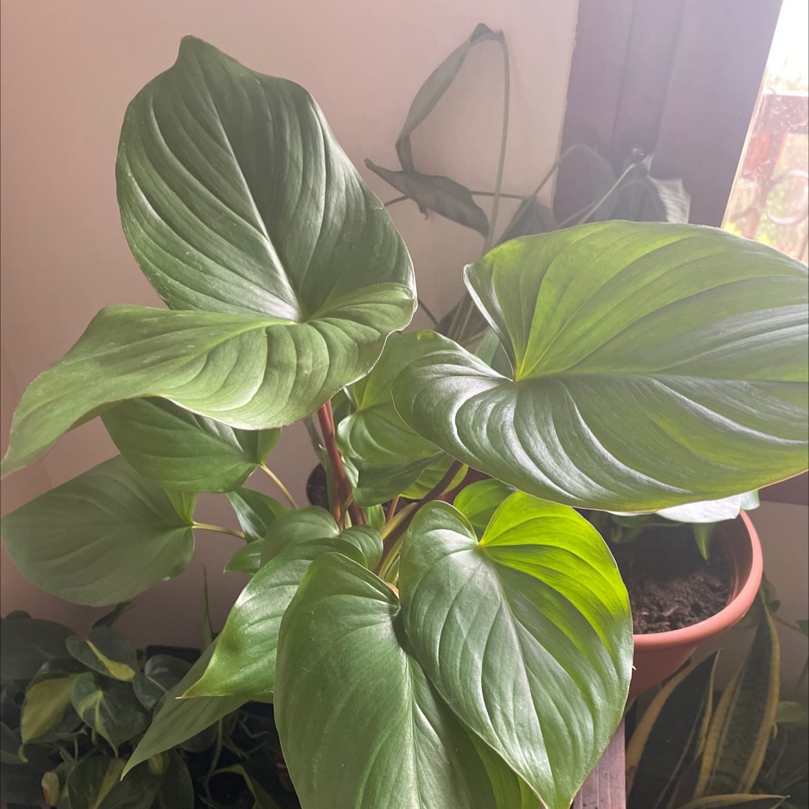 Healthy Chinese Taro plant with large, vibrant green heart-shaped leaves growing in a small pot.