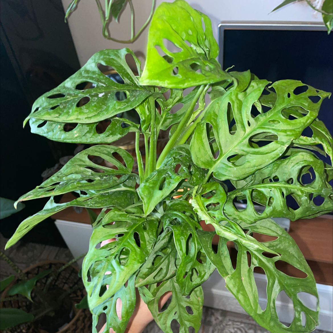 Window Leaf plant photo by @juulia.lowdon named cheesy on Greg, the plant care app.