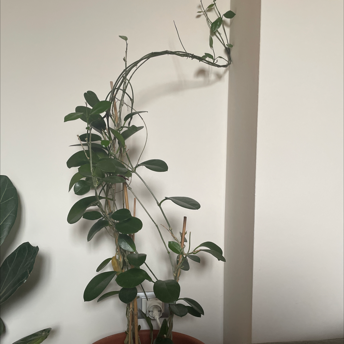 Hoya obovata plant photo by @juulia.lowdon named joy on Greg, the plant care app.