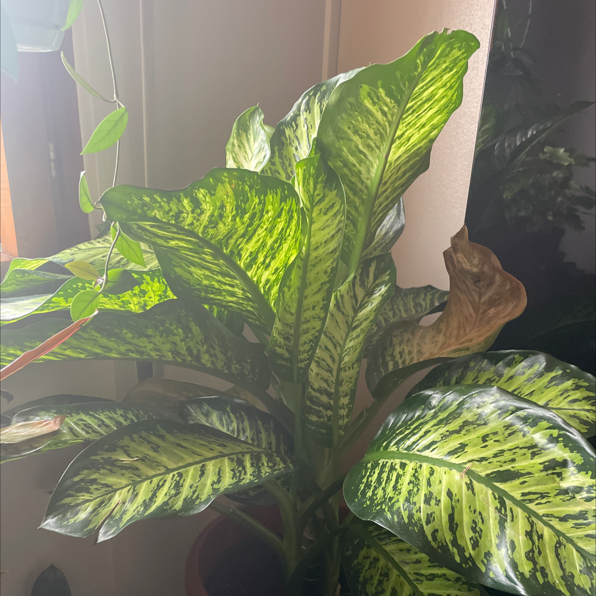Dieffenbachia plant photo by @juulia.lowdon named Ulysses S Plant on Greg, the plant care app.