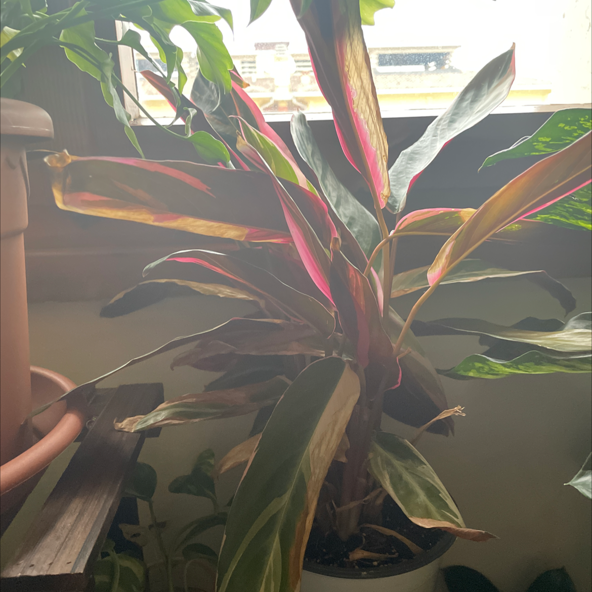 Triostar Stromanthe plant photo by @juulia.lowdon named Madonna on Greg, the plant care app.