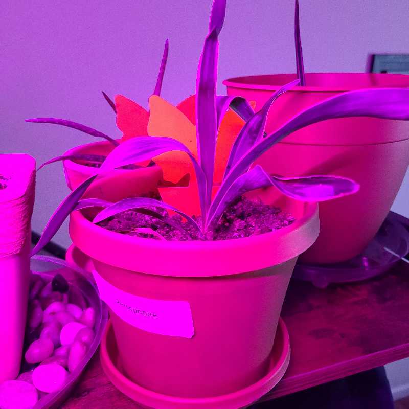 Dracaena 'Sted Sol Cane' plant in a pot under purple lighting.