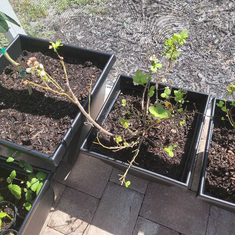 Potted American Blueberry plant with sparse foliage and new growth.