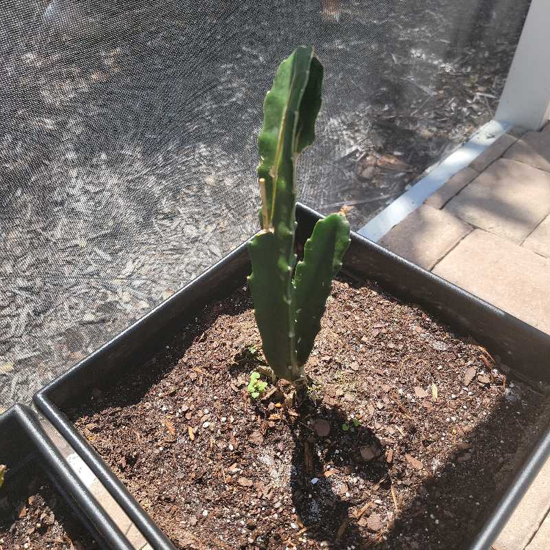 Young Dragon Fruit plant in a pot with visible soil, well-framed and centered.