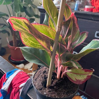 Chinese Evergreen plant in Severn, Maryland