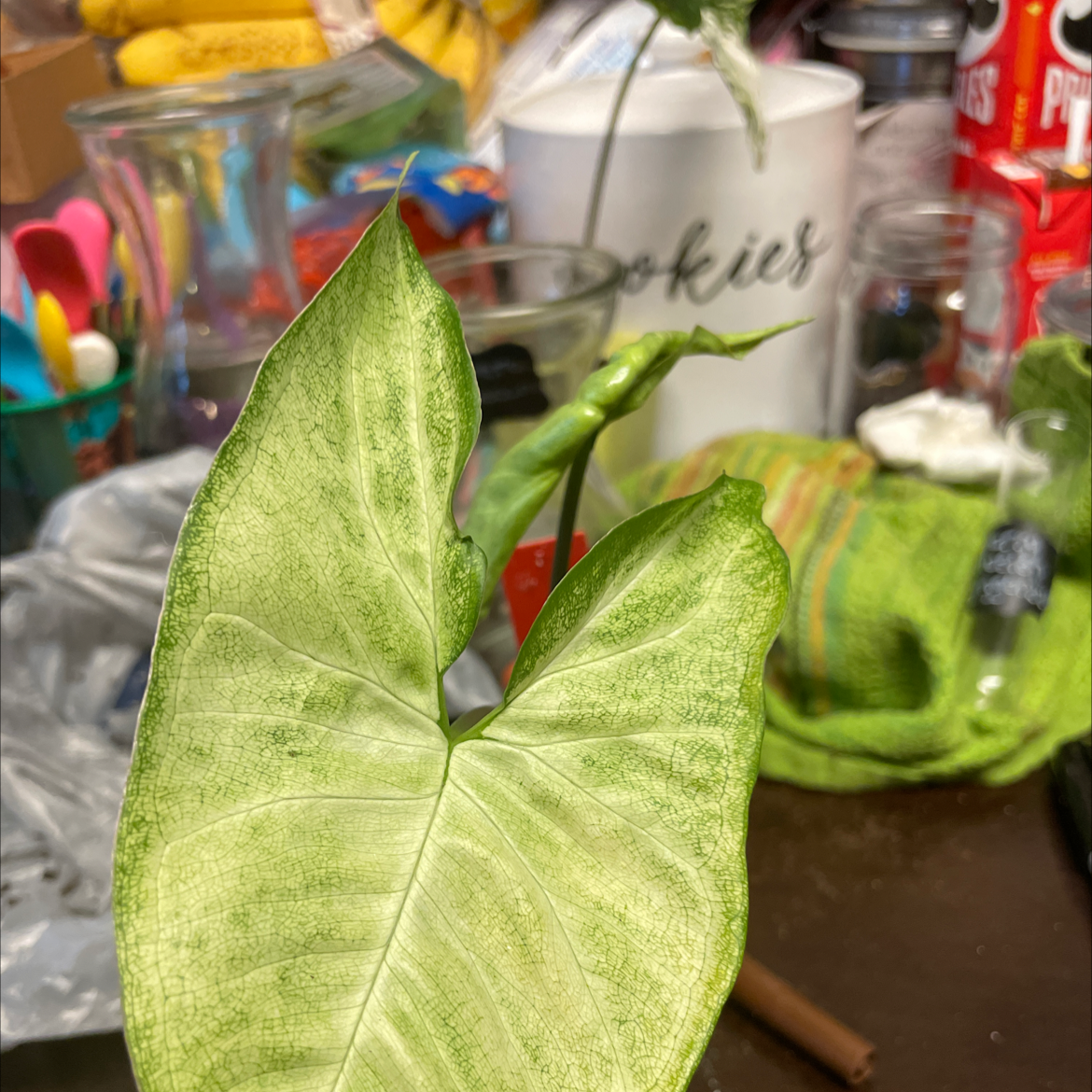Syngonium 'Gold Allusion' plant with light green leaves indoors with household items in the background.