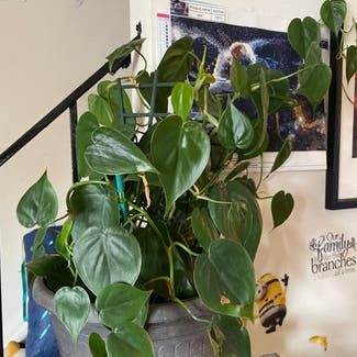 Heartleaf Philodendron plant in Severn, Maryland