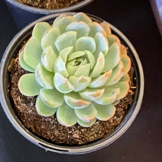 Pearl Echeveria plant in Severn, Maryland