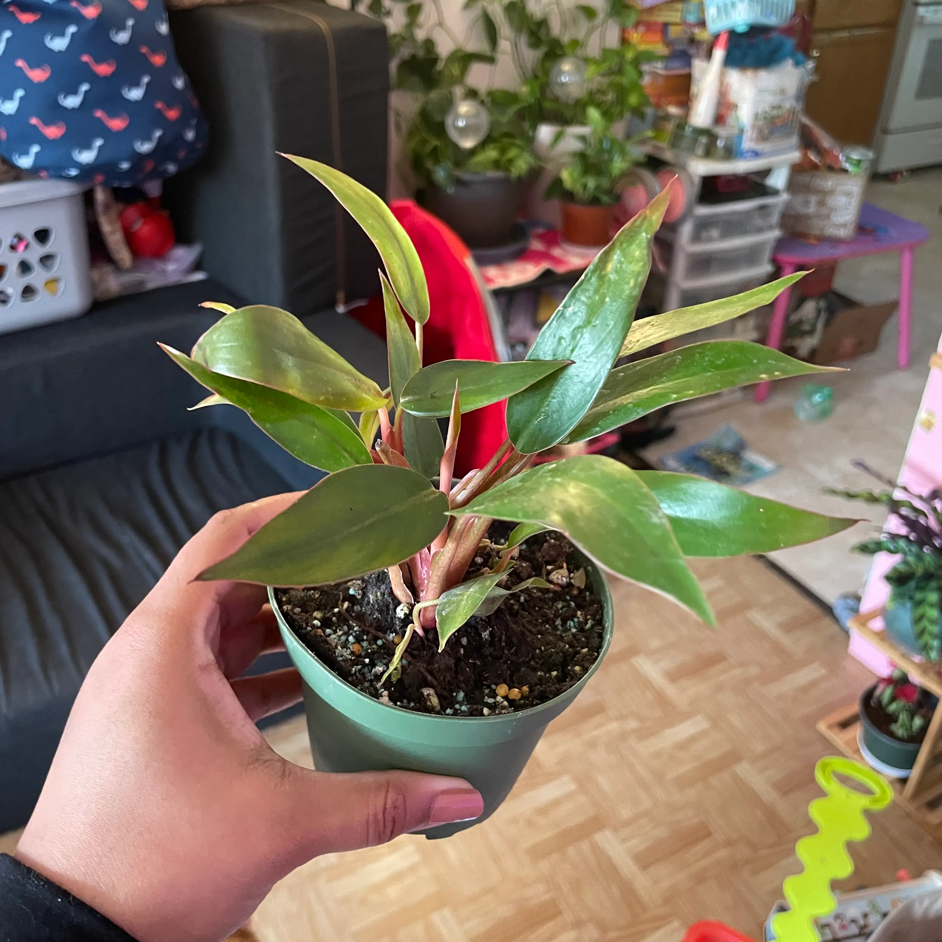 Photo of the plant species Philo Dwarf Red Congo by @DotingFox named Mini Me on Greg, the plant care app