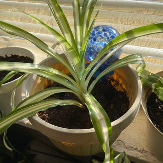 Spider Plant plant in Severn, Maryland