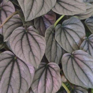 Emerald Ripple Peperomia plant in Severn, Maryland