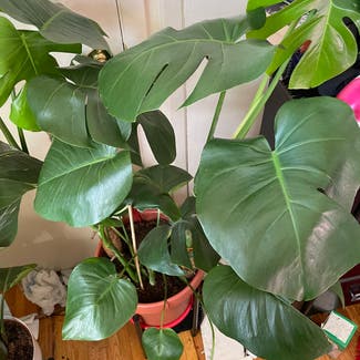 Monstera plant in Severn, Maryland