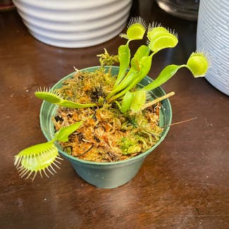 Venus Fly Trap plant in Severn, Maryland