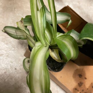 Curly Spider Plant plant in Severn, Maryland