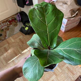 Fiddle Leaf Fig plant in Severn, Maryland