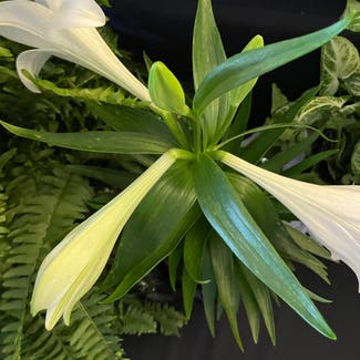 Easter lily plant in Severn, Maryland