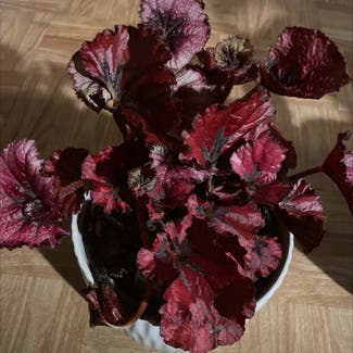 Rex Begonia plant in Severn, Maryland