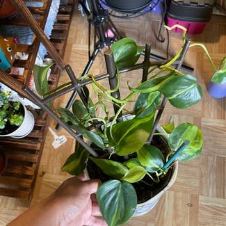 Philodendron Brasil plant in Severn, Maryland