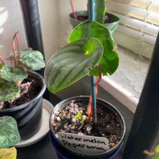 Watermelon Peperomia plant in Severn, Maryland