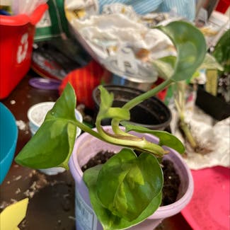 Global Green Pothos plant in Severn, Maryland