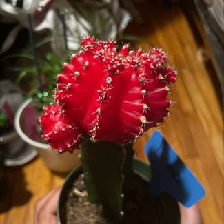 Moon Cactus plant in Severn, Maryland