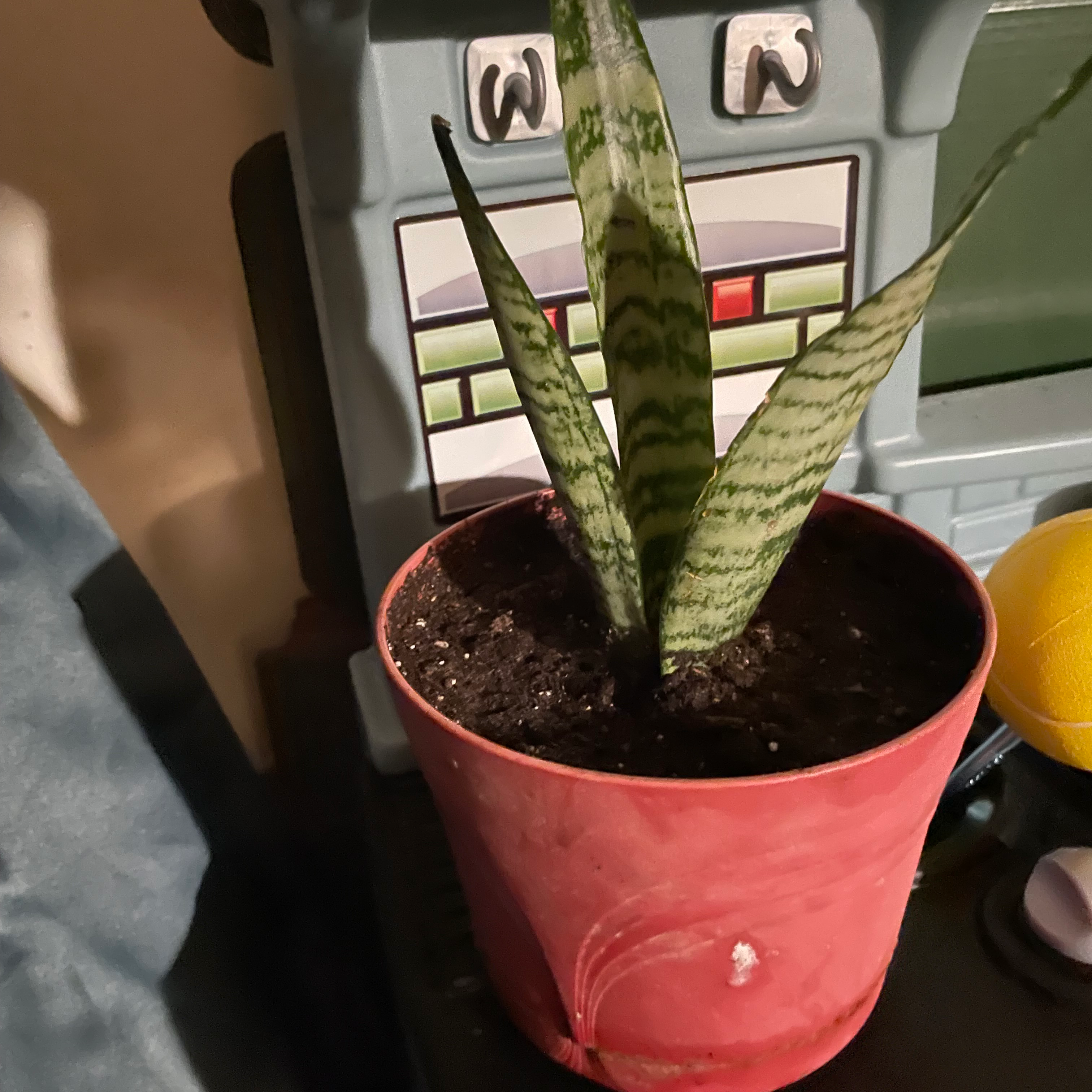 Zeylanica Snake Plant in a red pot with visible soil, well-framed and healthy.